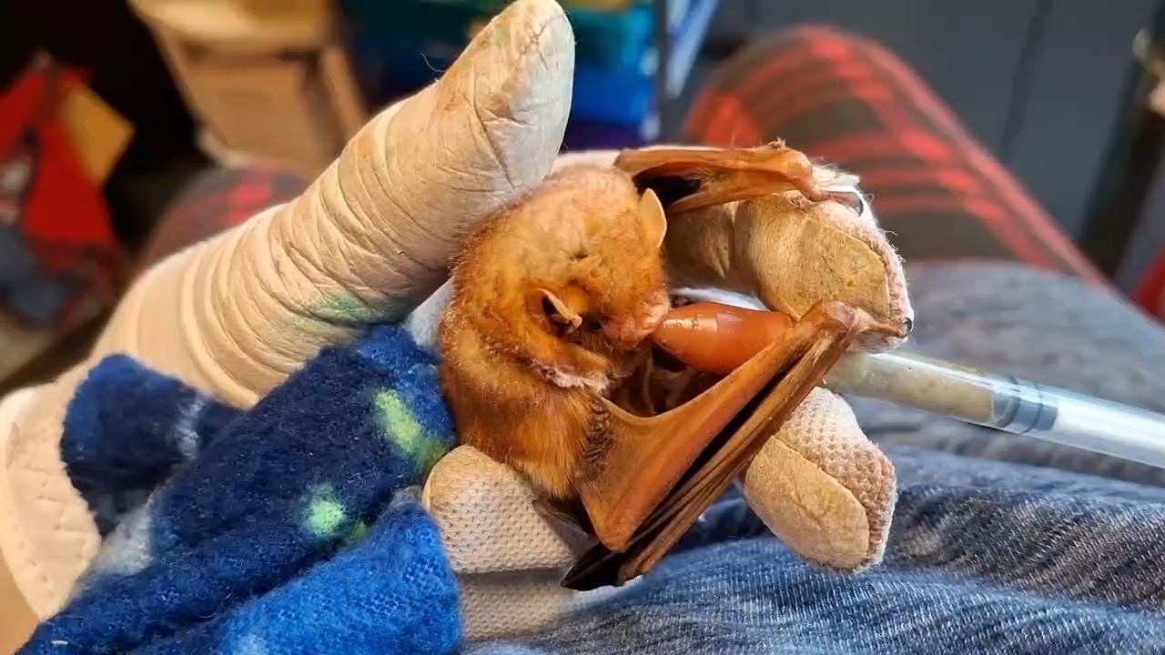Bat being rehabilitated